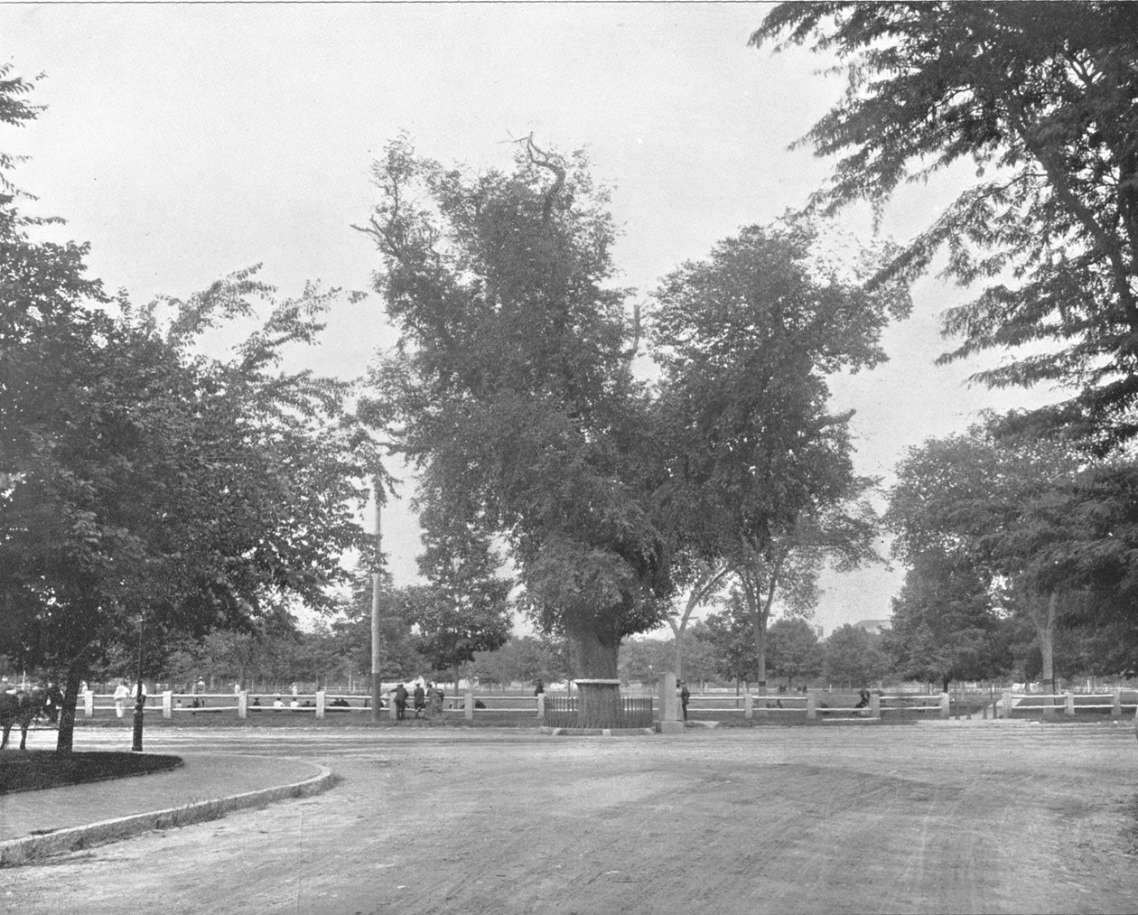 Washington Elm, Cambridge, Massachusetts, ABD, c1900. by Unbekannt