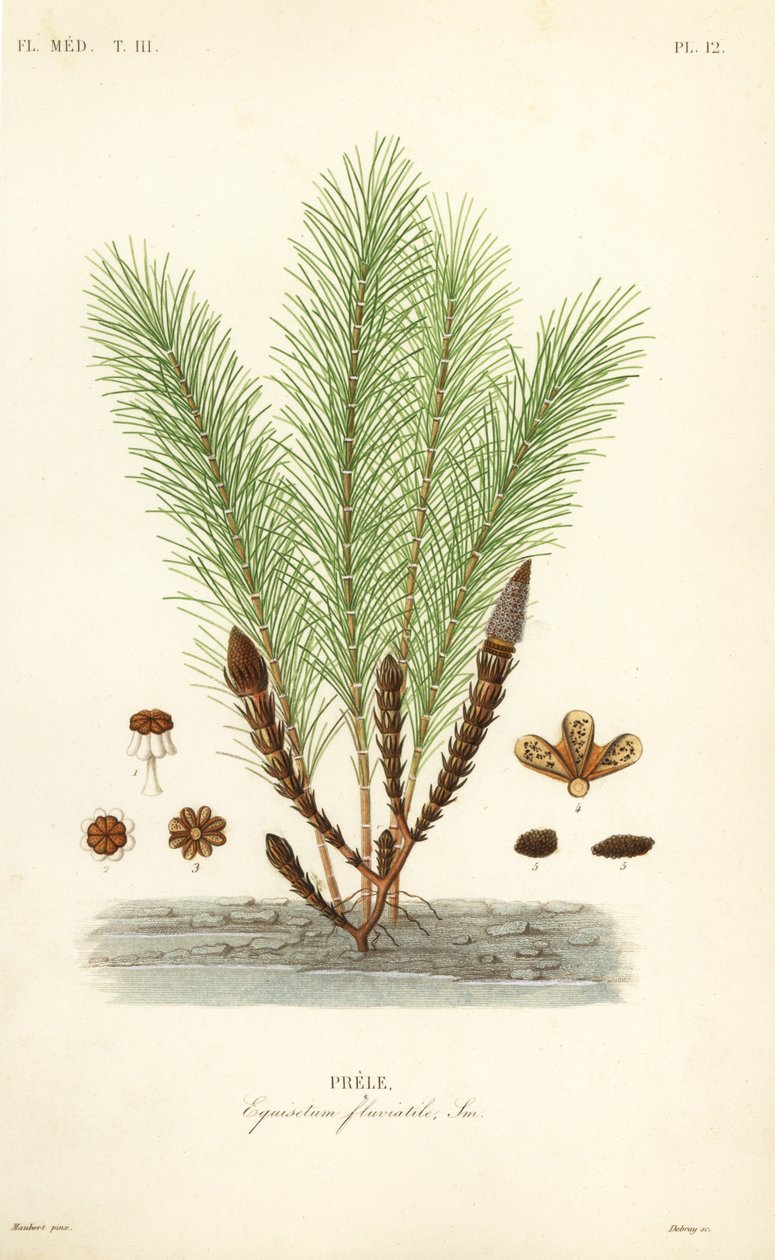 Su atkuyruğu veya bataklık atkuyruğu, Equisetum fluviatile, Prele by Unbekannt
