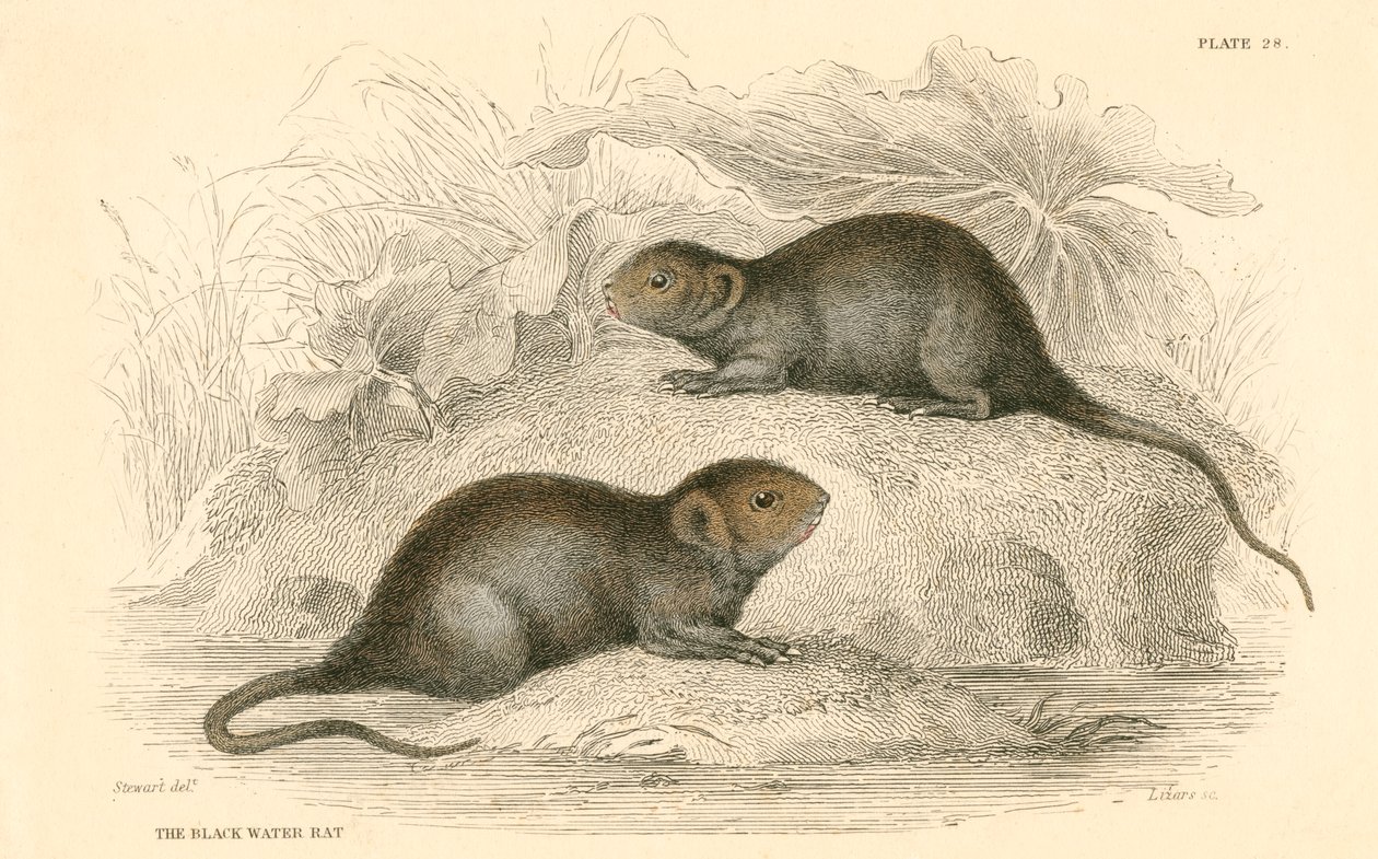 Kara su sıçanı olarak da bilinen su faresi Arvicola terrestris, 1828 by Unbekannt