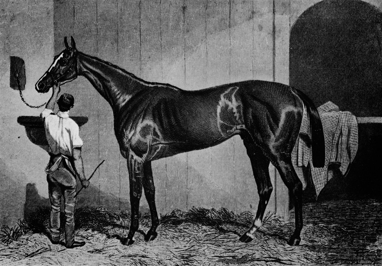 Batı Avustralya, 1850-1870, 1911 by Unbekannt