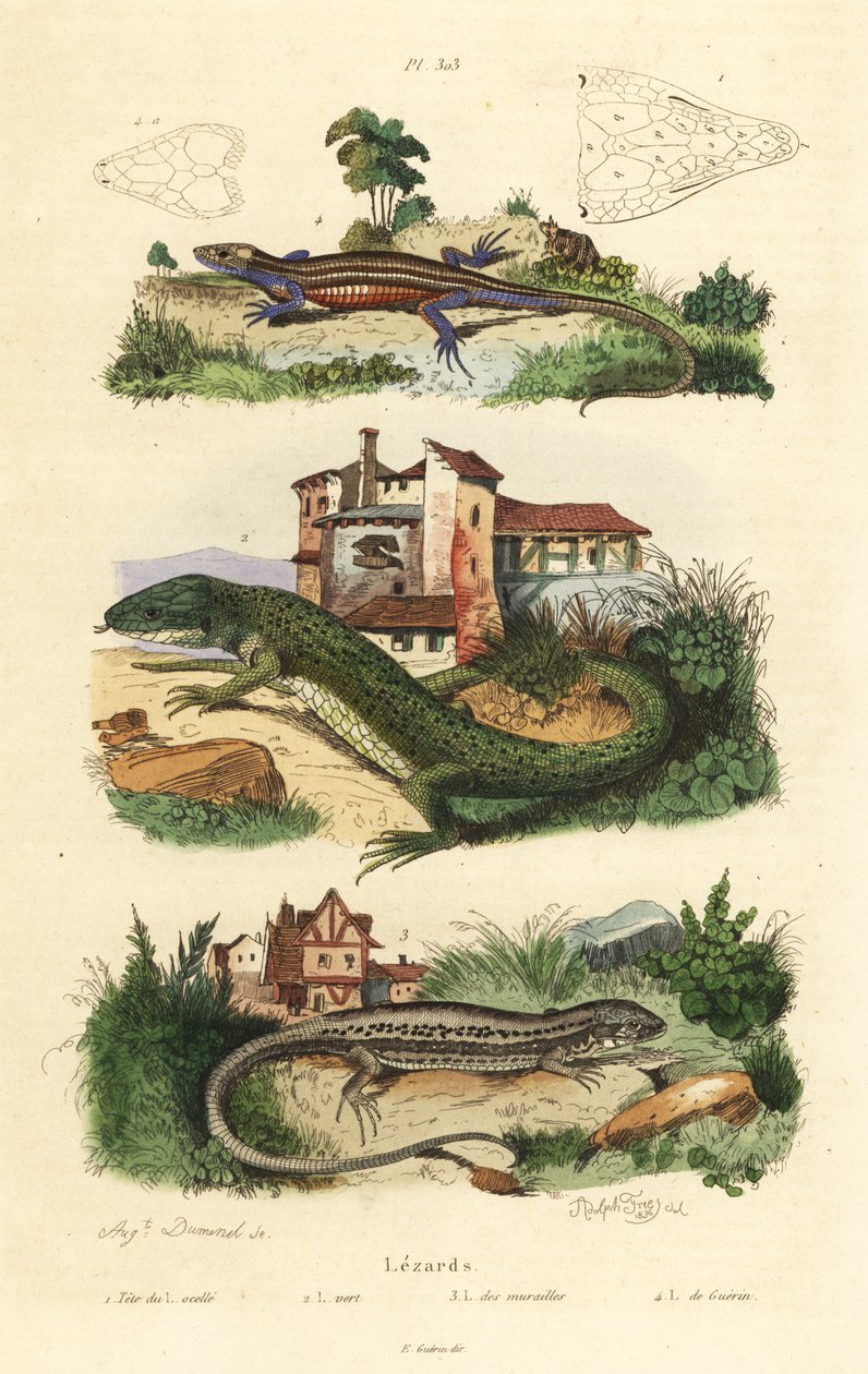 Batı yeşil kertenkelesi, Lacerta bilineata 2, duvar kertenkelesi, Podarcis muralis 3 ve canlı kertenkele, Zootoca vivipara 4 by Unbekannt