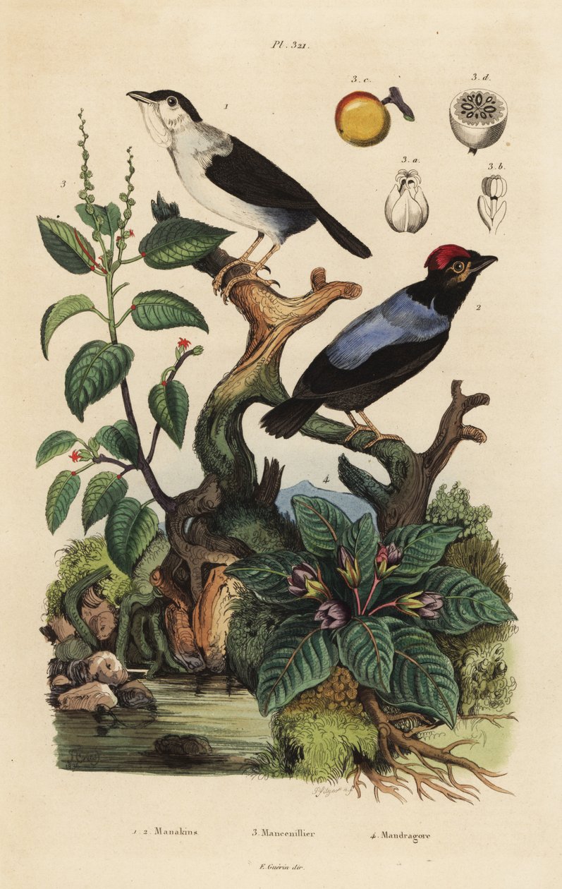 Beyaz-ruffed manakin, Corapipo altera, mavi sırtlı manakin, Chiroxiphia pareola, manchineel ağacı, Hippomane mancinella ve mandrake, Mandragora officinarum by Unbekannt