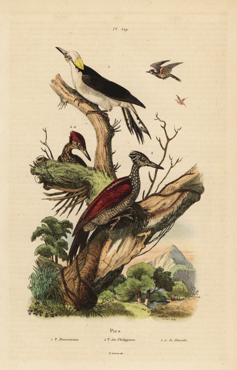 Beyaz ağaçkakan, Melanerpes candidus, Filipin cüce ağaçkakan, Yungipicus maculatus, erkek ve dişi by Unbekannt