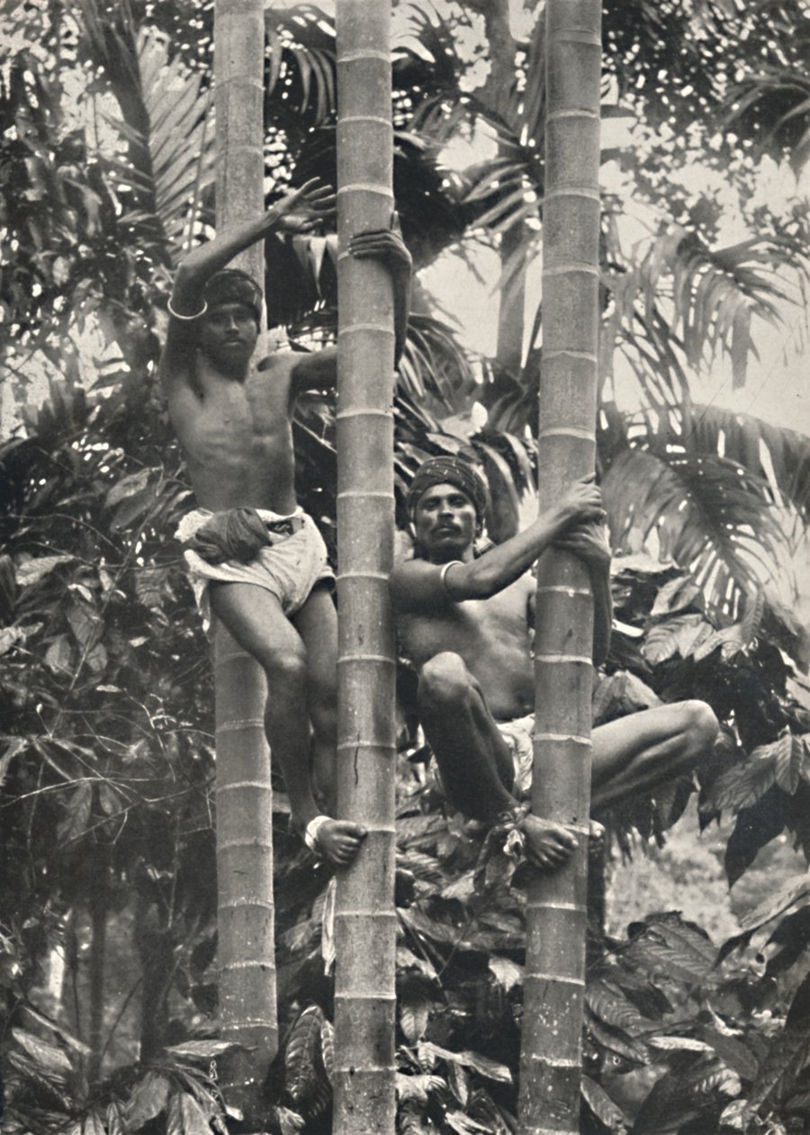 Seylanlılar hindistan cevizi ağaçlarına nasıl tırmanıyor, 1926 by Unbekannt