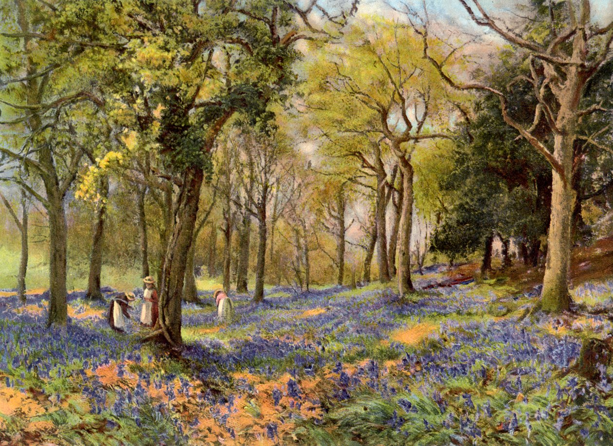 Surrey Koruluklarında Yabani Sümbüller, 1906 by Unbekannt