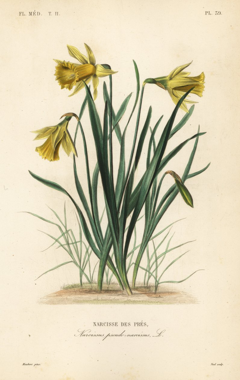Yabani nergis veya Lent zambak, Narcissus pseudonarcissus, Narcissus pseudo-narcissus, Narcisse des pres by Unbekannt
