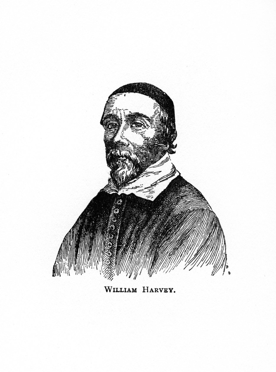 William Harvey, 17. yüzyıl İngiliz doktoru, 20. yüzyıl by Unbekannt