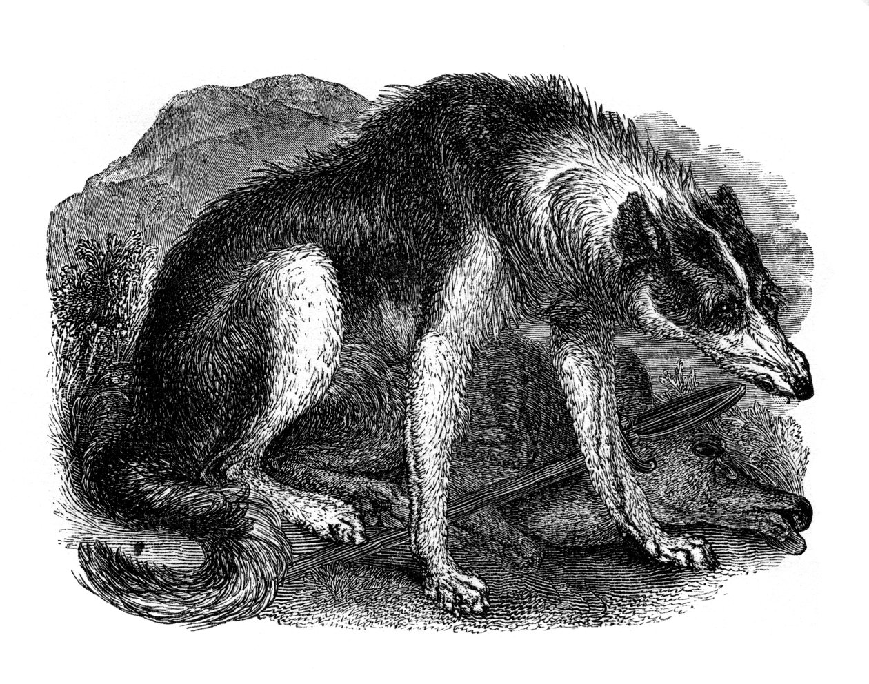 Kurt köpeği, 1848 by Unbekannt