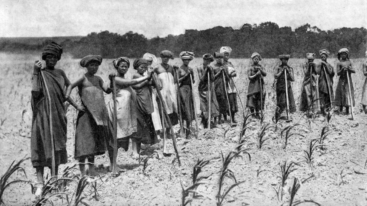 Mısır tarlasını çapalayan kadınlar, Güney Afrika, c1923 by Unbekannt