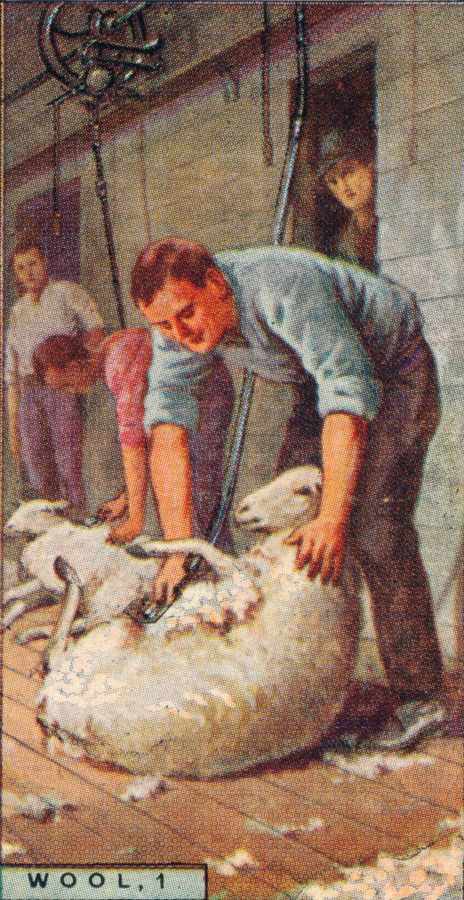 Yün, 1. - Koyunları Makinelerle Kırkma, Avustralya, 1928 by Unbekannt