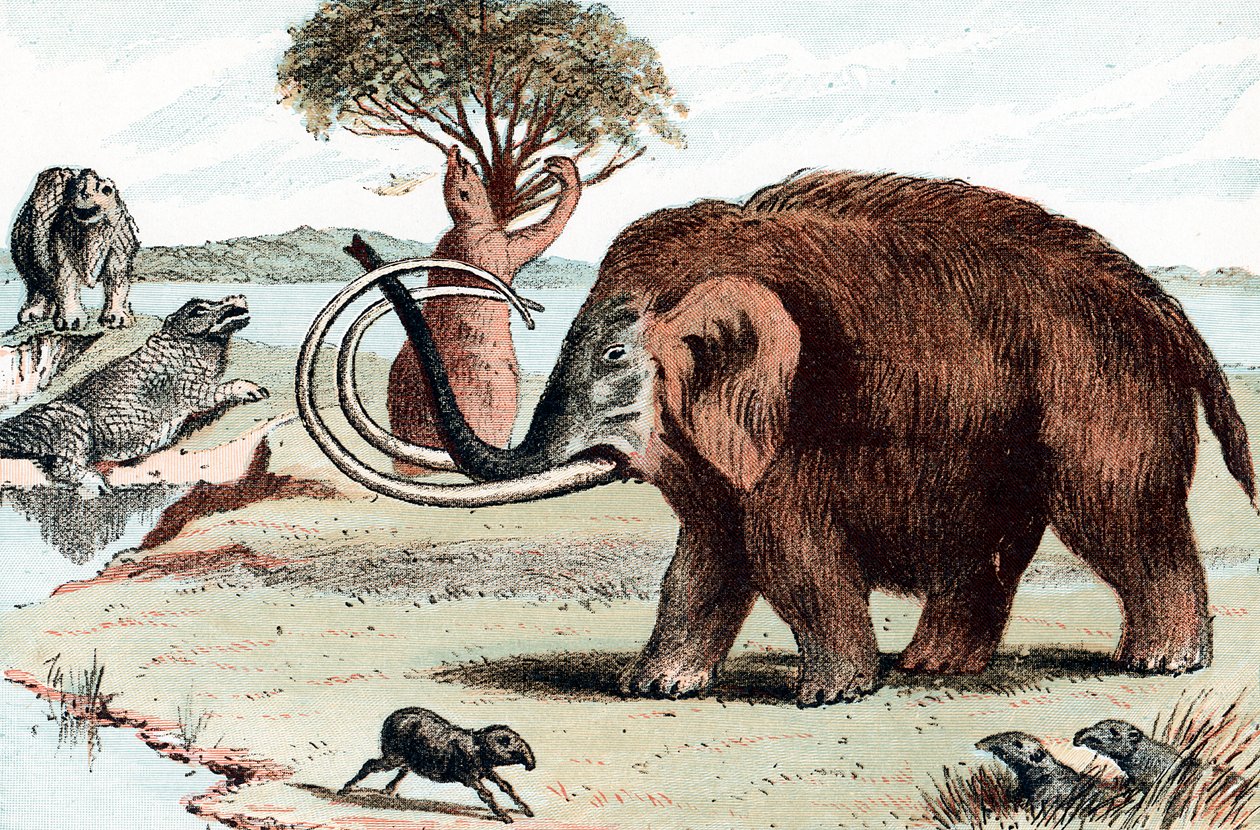 Yünlü mamut Mamuthus, 1892 by Unbekannt