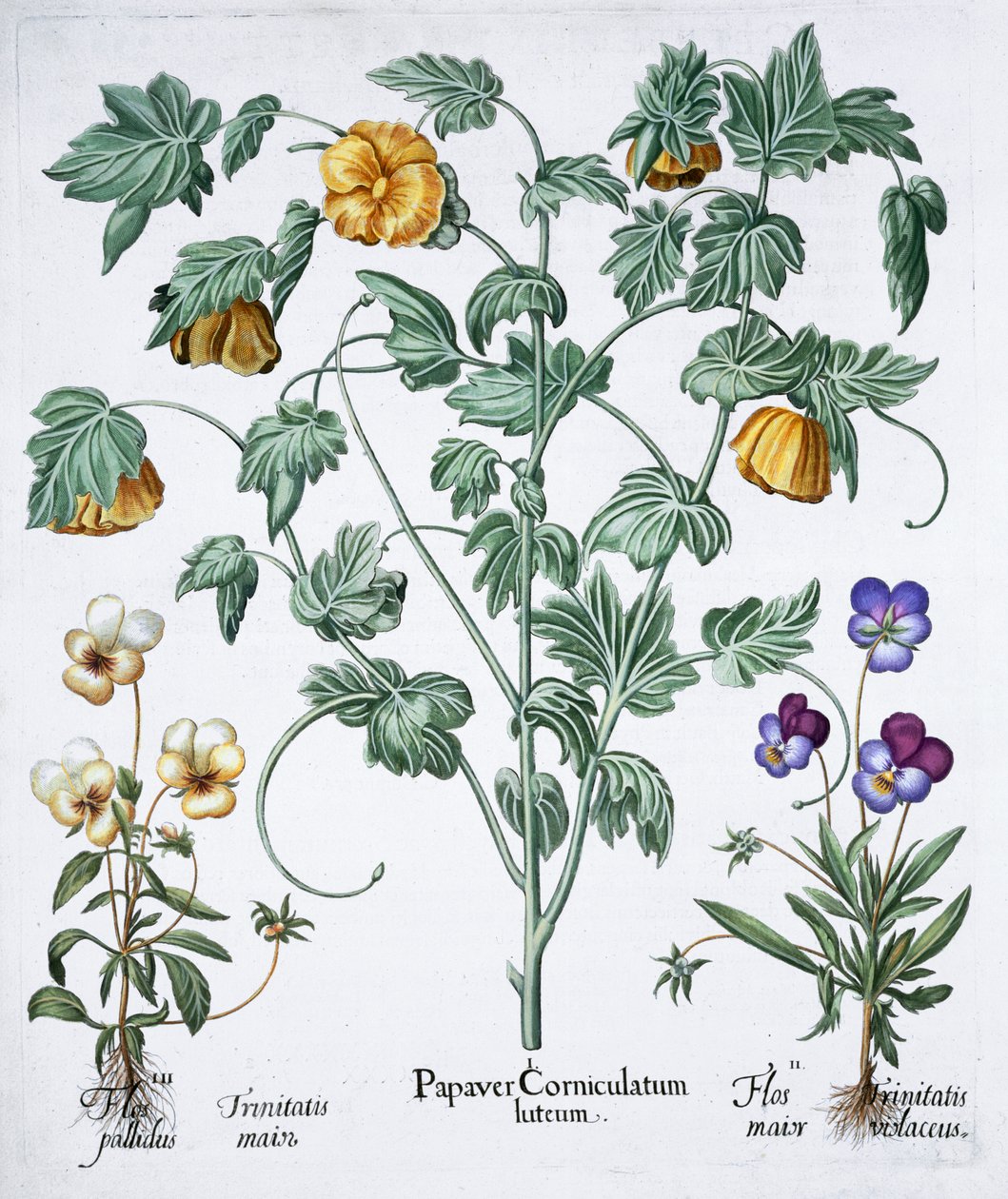 Sarı Boynuzlu Gelincik, 1613 by Unbekannt