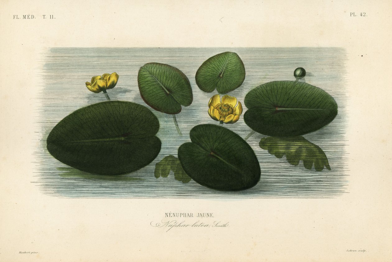 Sarı nilüfer, Nuphar lutea, Nenuphar lutea, Nenuphar jaune by Unbekannt