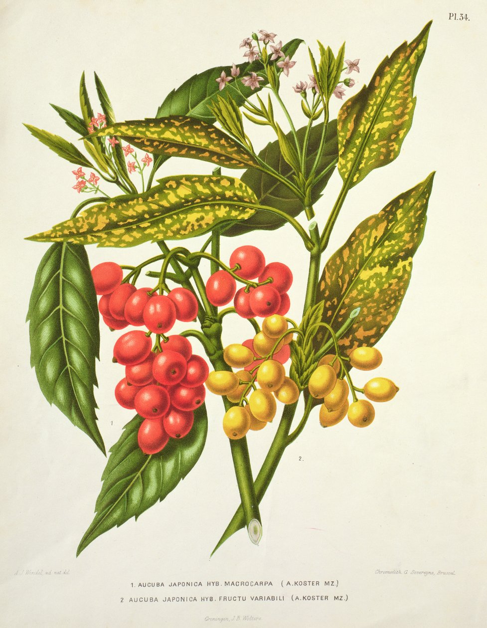 Aucuba japonica hybrid macrocarpa ve Fructu variabili, A. Koster (19. yüzyıl) (baskı) by Unbekannt Unbekannt