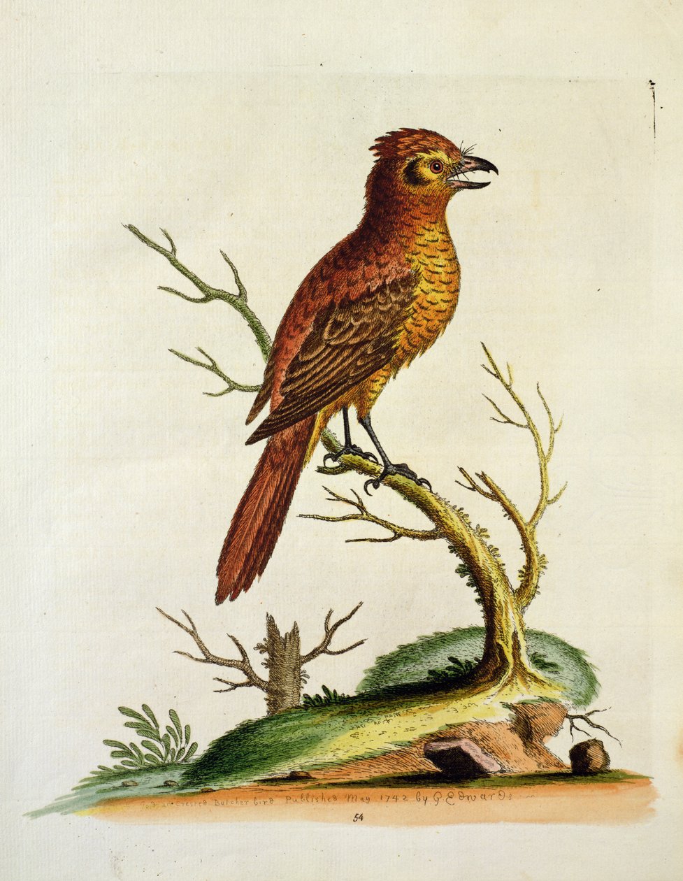 Hint Büyük Tepeli Bulcher Kuş, pub. Mayıs 1742, G.E. Inard by Unbekannt Unbekannt