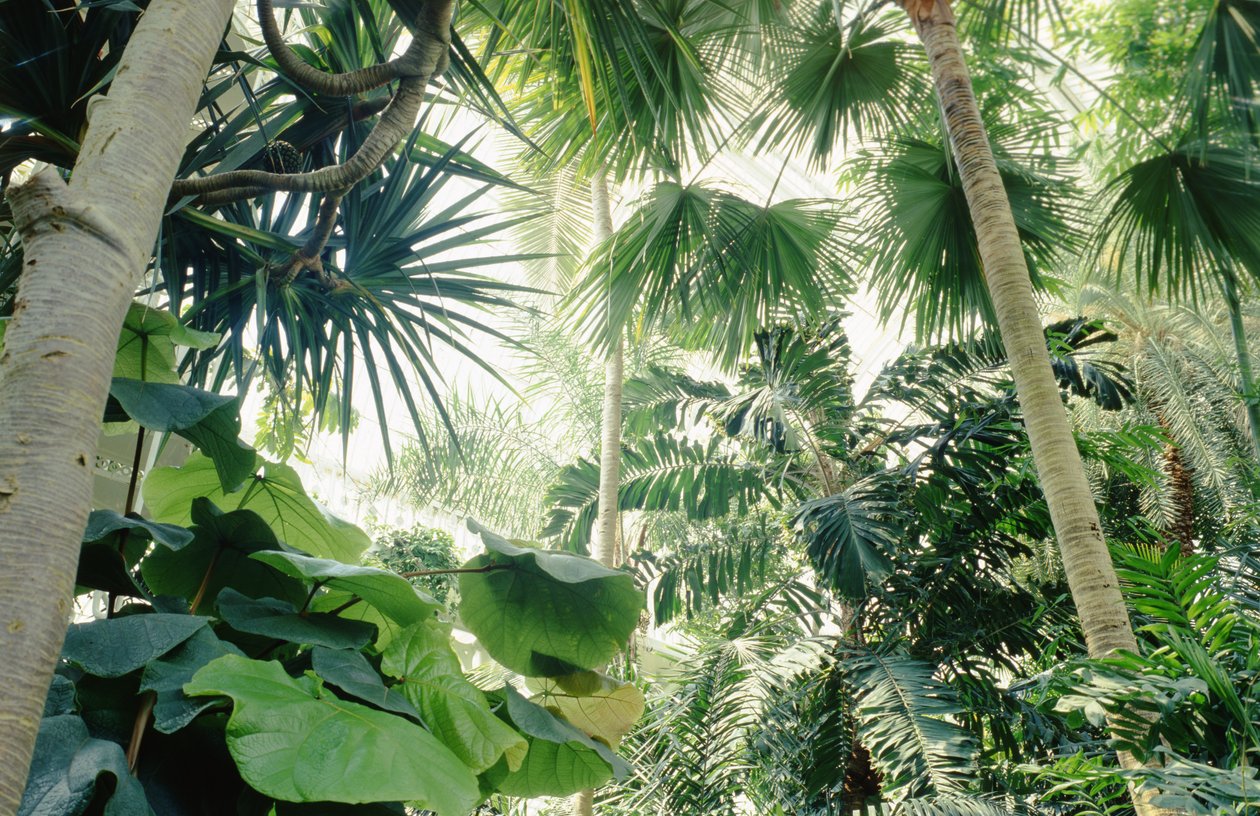 Palm House