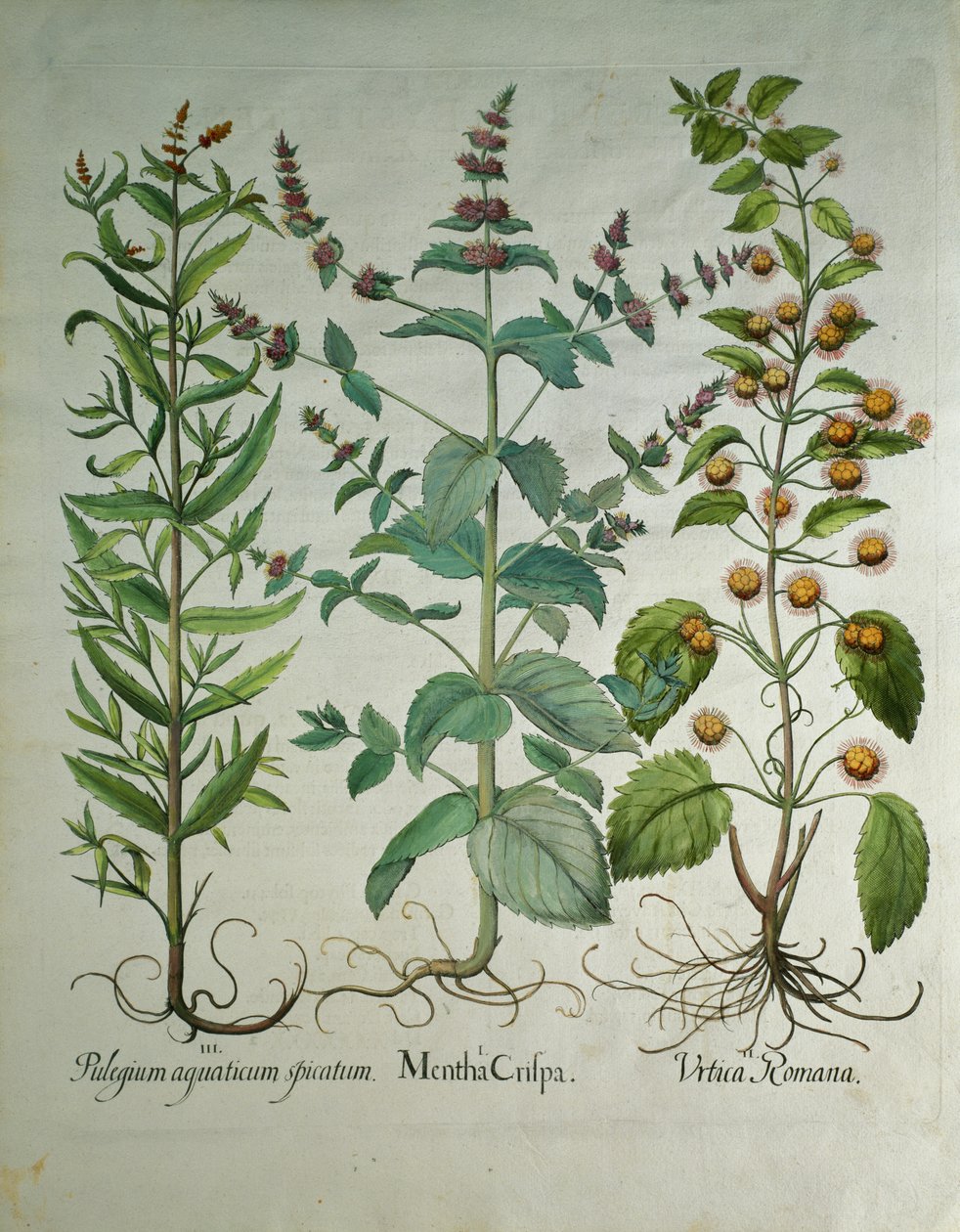 Nane: Mentha gevrek by Unbekannt Unbekannt