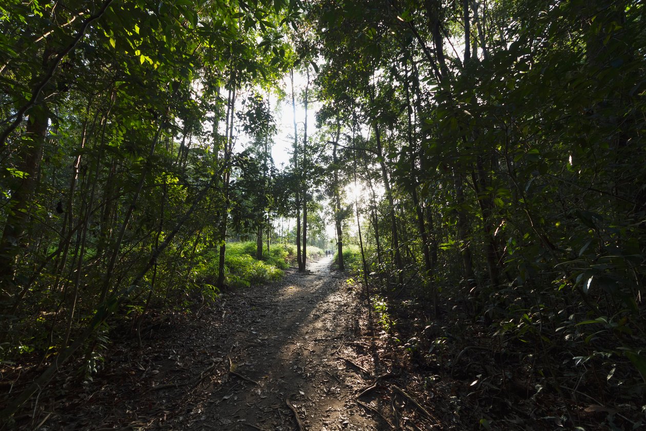 Camp Leaky, Tanjung Puting Ulusal Parkı, Central Kalimantan, Borneo, Endonezya tarafından ormandaki yol by Unbekannt Unbekannt
