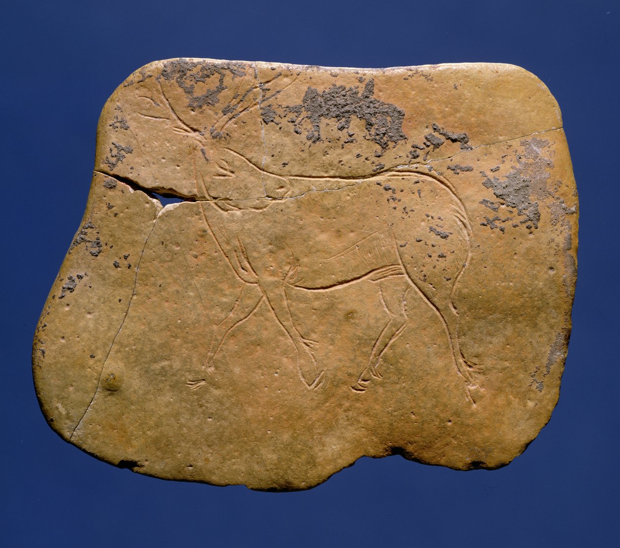 Ren geyiği, kireçtaşı üzerine kazıma çizimi, Paleolitik, Magdalenian V, Laugerie Basse