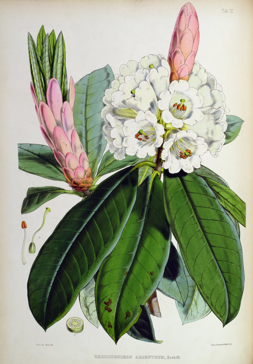 Ormangülü: Argenteum, `Sikkim-Himalaya Orman Güllerinden, J.D. Hooker, 1849-51 by Unbekannt Unbekannt