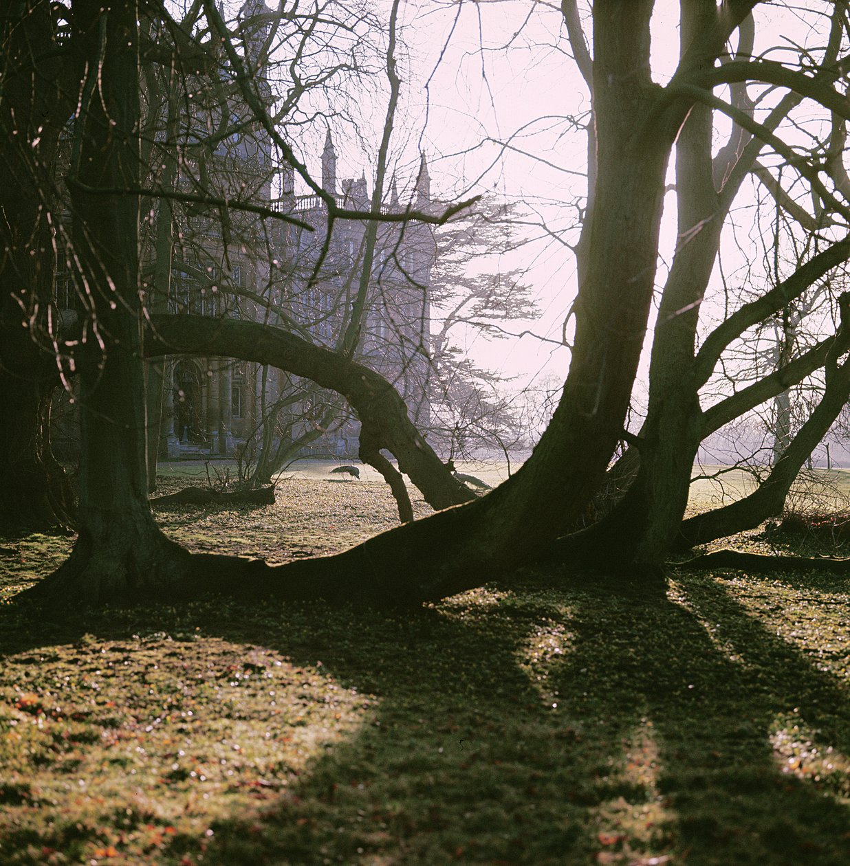 Kuzey Cephesi Görünümü, Corsham Court, Wiltshire by Unbekannt Unbekannt