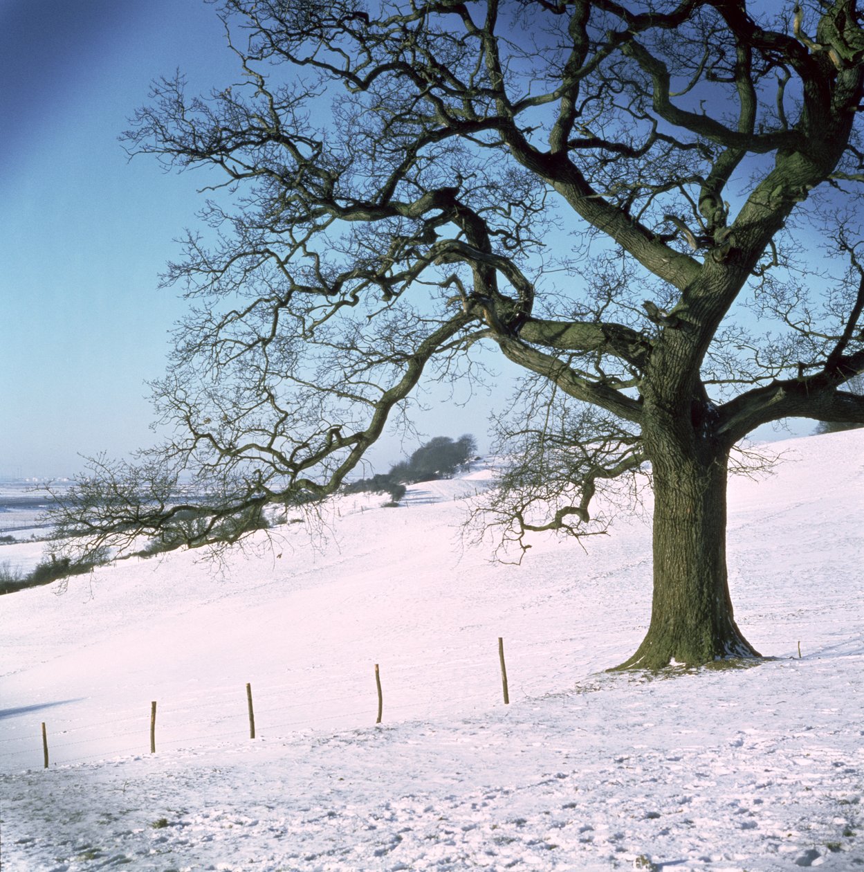 Kış manzarası, Hockley Downs, Essex by Unbekannt Unbekannt