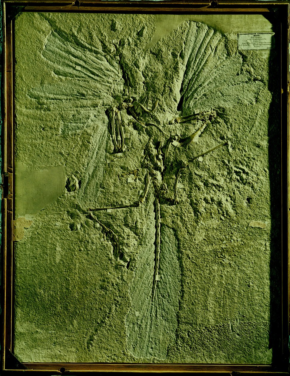 Archaeopteryx lithographica