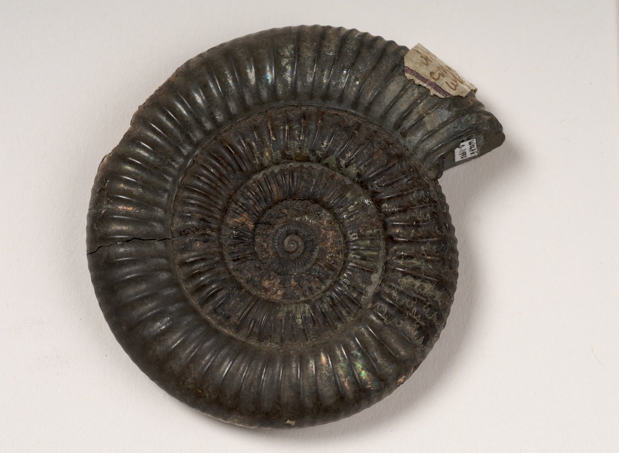 Dactylioceras sp. olarak tanımlanan fosil ammonit, yaklaşık 190 milyon yaşında by Unbekannt Unbekannt