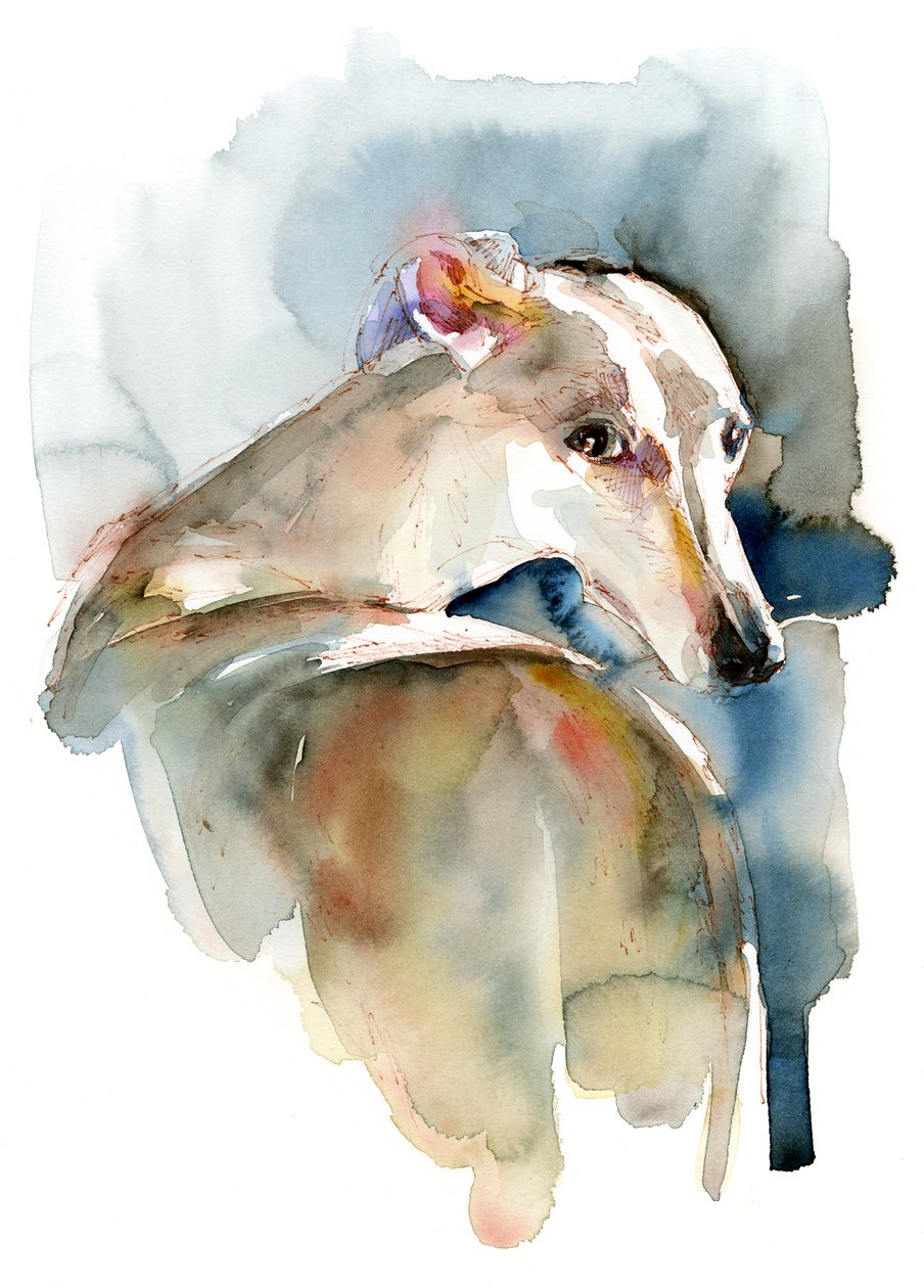 Tazı Umut, 2016, by Unbekannt Unbekannt