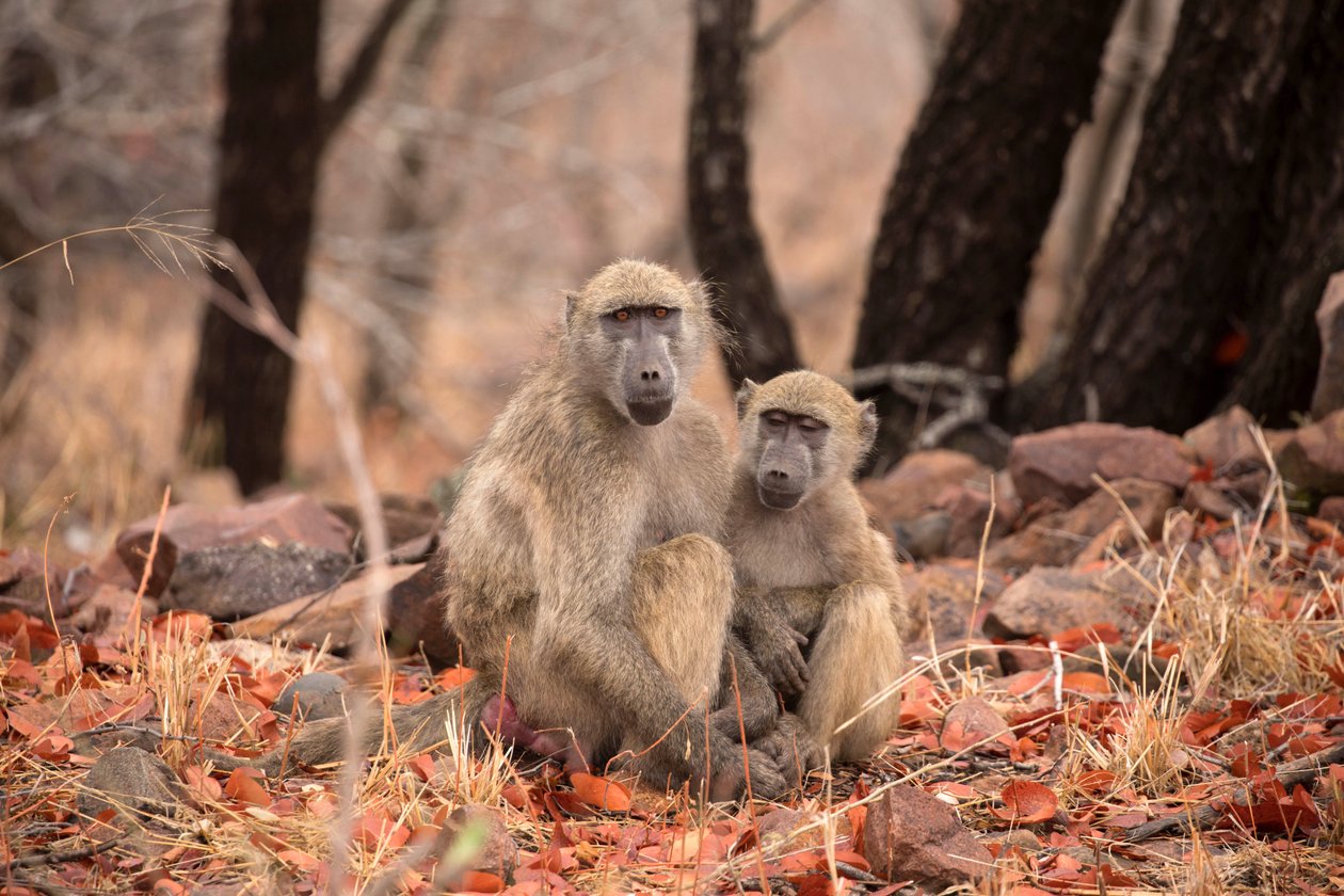 Kruger Ulusal Parkı, İki Vervet maymunu by Unbekannt Unbekannt