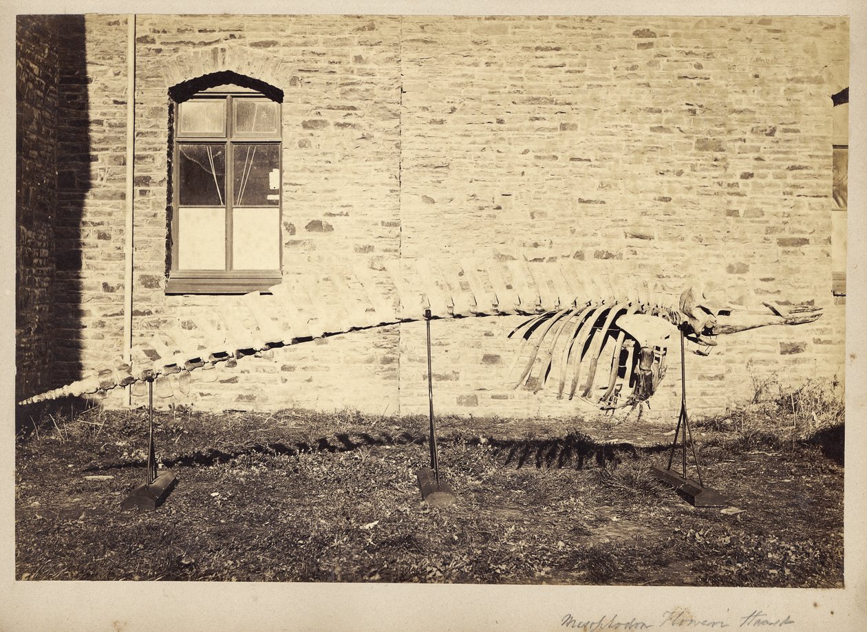 Mesoplodon Floweri Haast, 1870