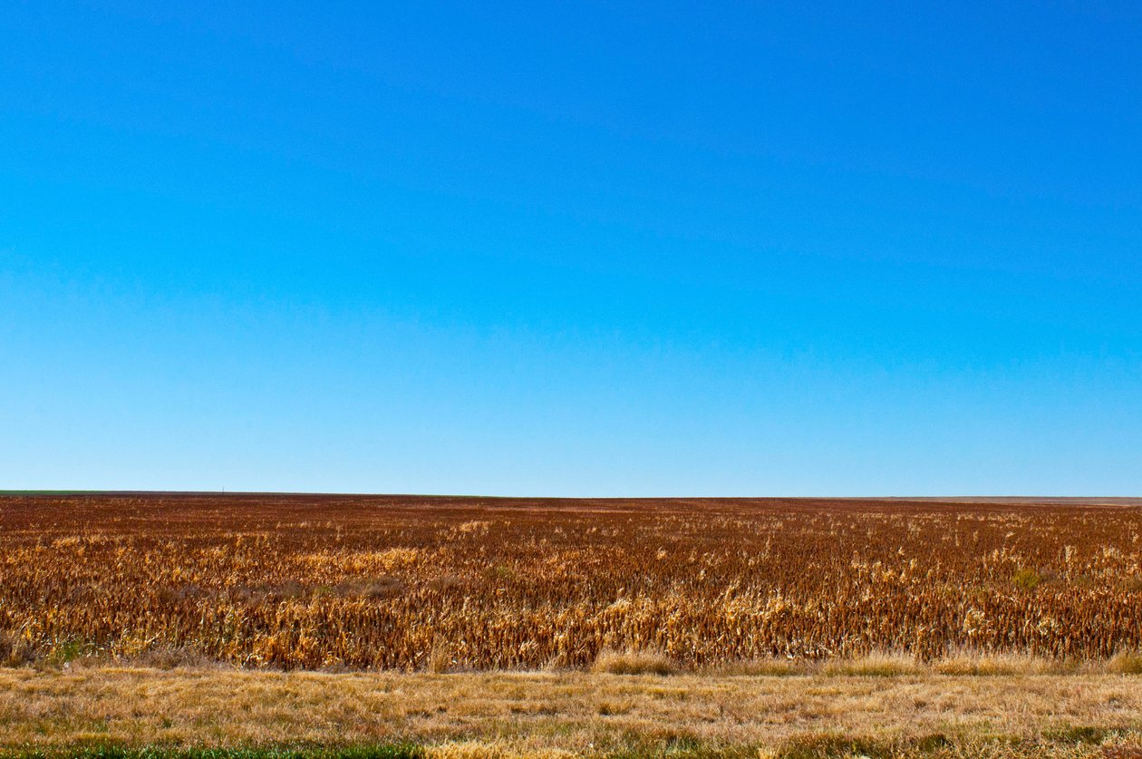 Sorgum hasat için hazır, Eads, Colorado by Unbekannt Unbekannt