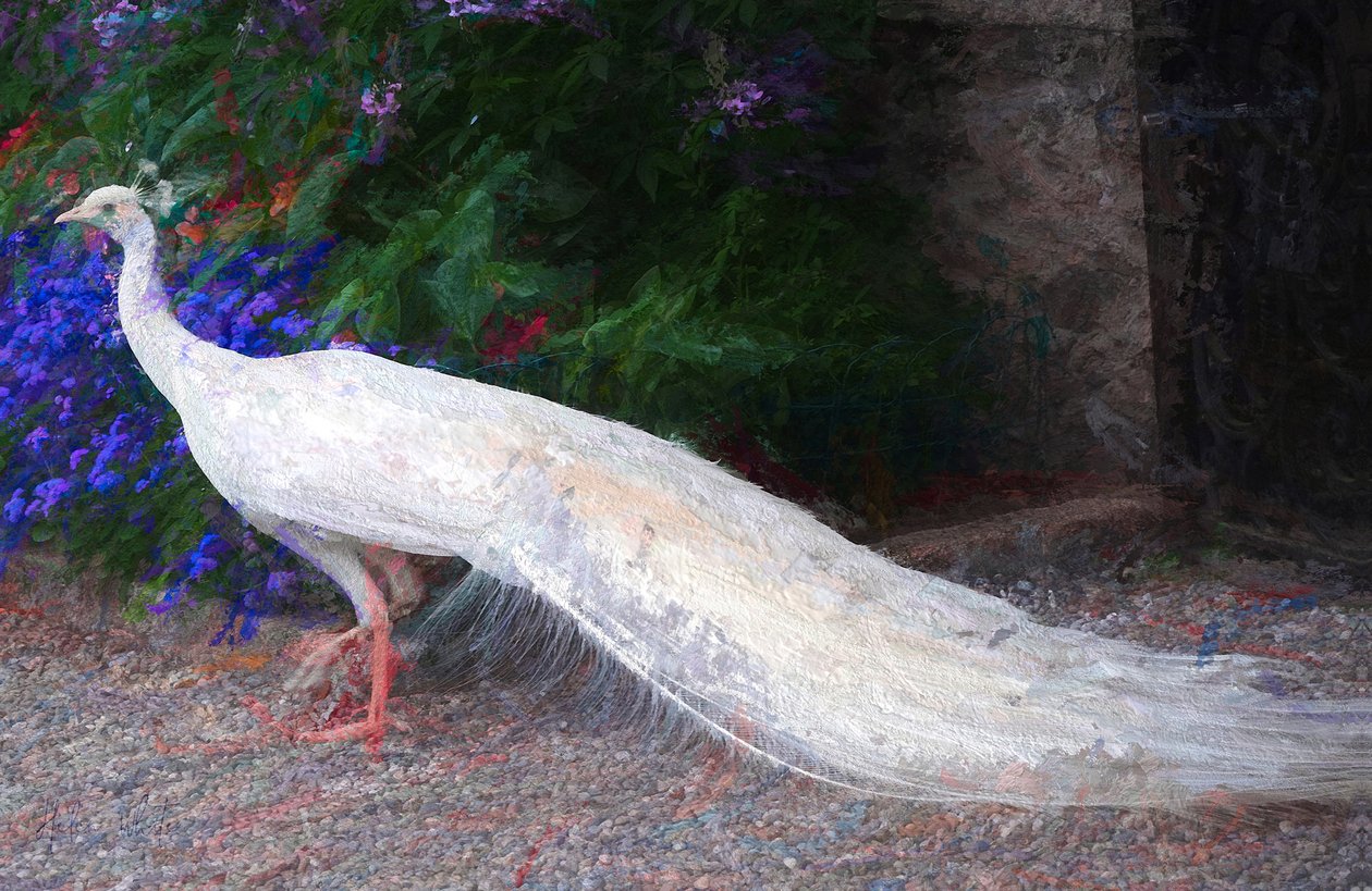 Beyaz Tavus Kuşu, 2018, by Unbekannt Unbekannt