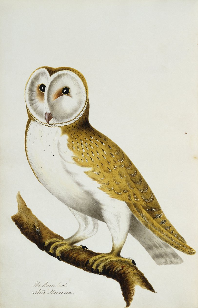 Peçeli Baykuş, Kuşlar ve Yumurtalarının Suluboyaları Albümünün bir parçası, c. 1800 by Unbekannt