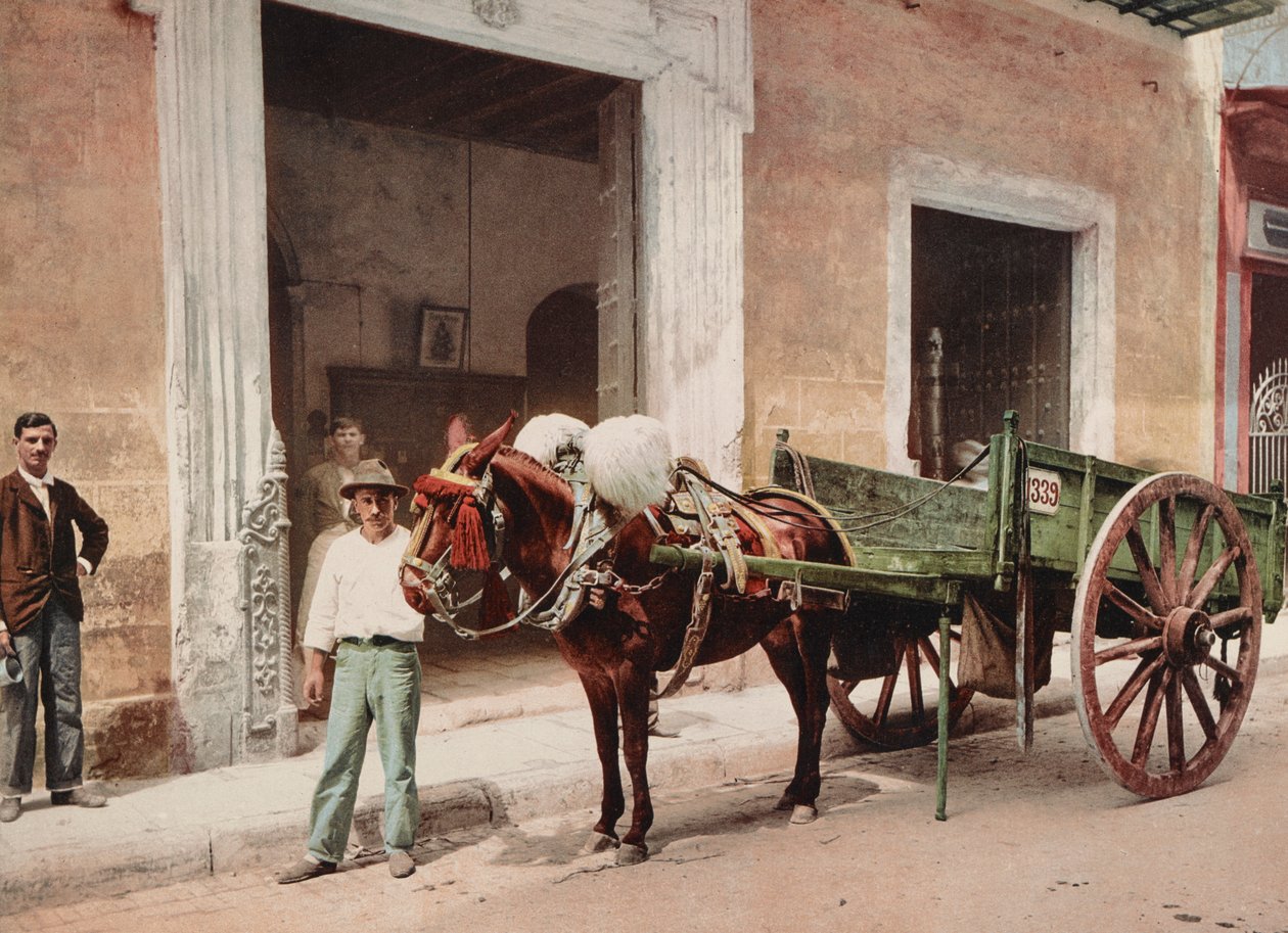 Havana