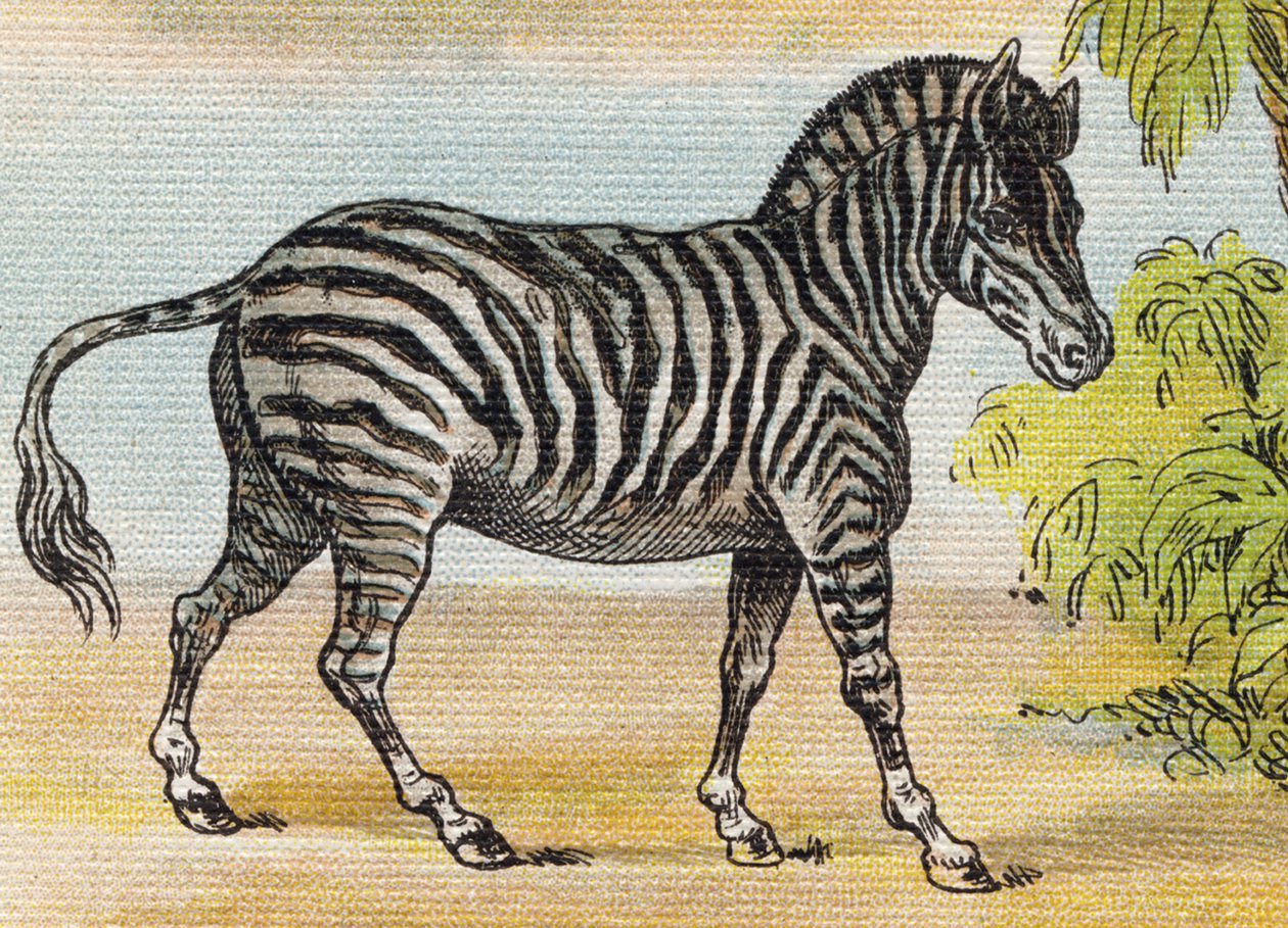 Bir zebra. "Alphabet de ma petite fille" gravürü. Bernardin-Bechet ve Fils, kitapçı-yayıncılar, Paris, 1895 civarı. Tuval üzerine kırılmaz albüm. Bibliotheque des Bebes. 12 sayfa. Bir okuma yöntemi ve açıklayıcı bir abecedary içeren albüm. karartmak: by Unbekannt