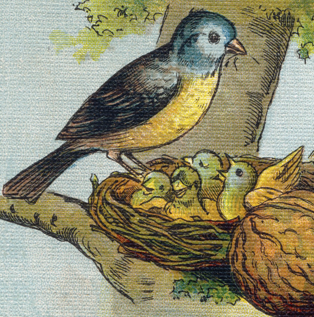 Bir kuş yavrusunu yuvada besler. "Alphabet de ma petite fille" gravürü. Bernardin-Bechet ve Fils, kitapçı-yayıncılar, Paris, 1895 civarı. Tuval üzerine kırılmaz albüm. Bibliotheque des babes. 12 sayfa. Bir okuma yöntemi ve bir illu içeren albüm by Unbekannt