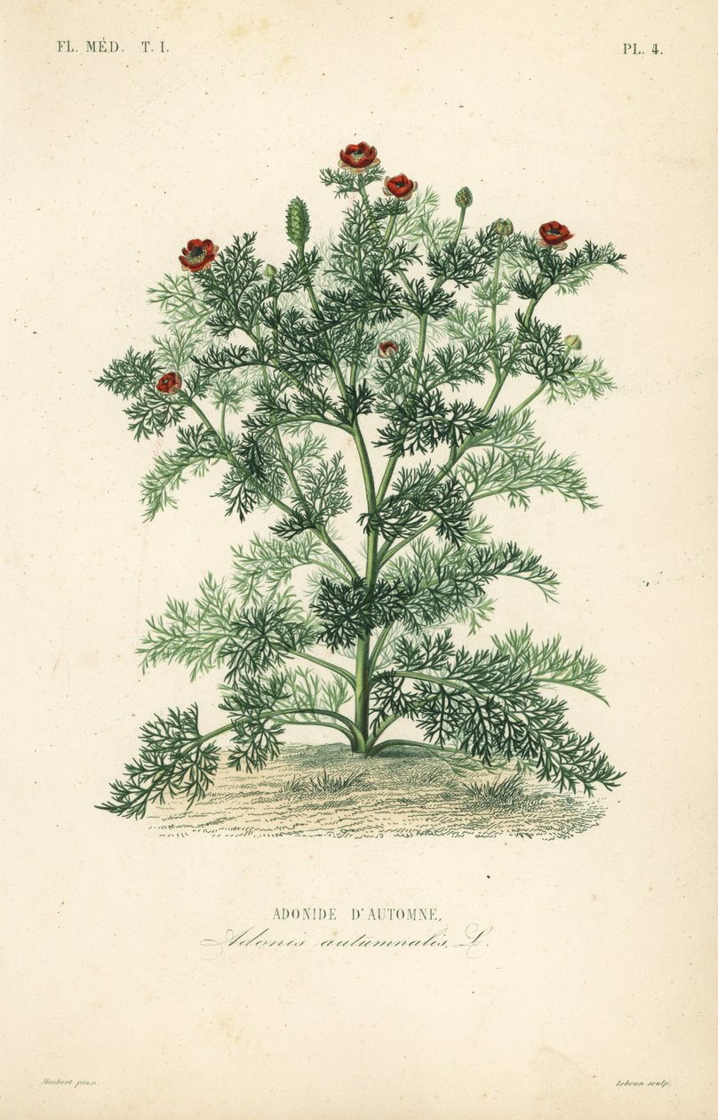 Adonis çiçeği veya sülün gözü, Adonis yıllık, Adonis Autumnalis, Adonis d