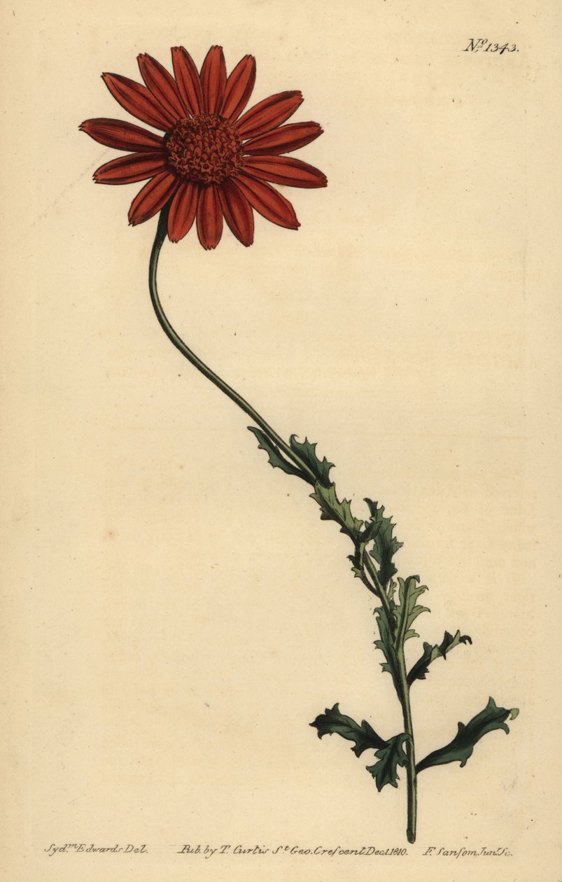 Afrika papatyası veya Clammy arctotis, Arctotis glutinosa by Unbekannt