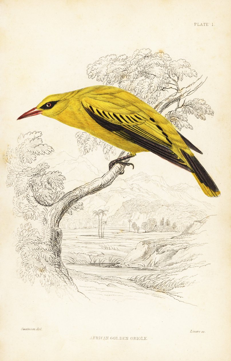 Afrika altın oriole, Oriolus auratus. Sir William Jardine