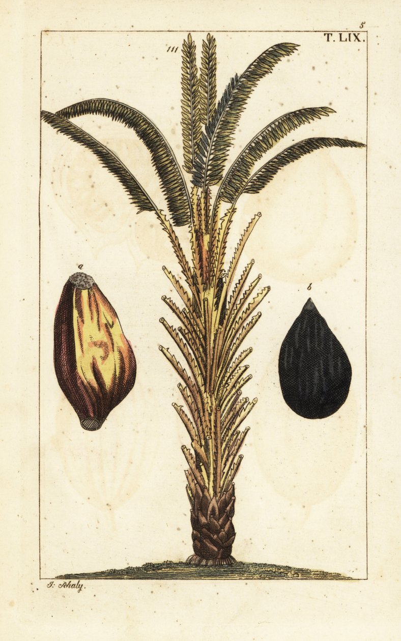 Meyveli Afrika yağı palmiye ağacı, Elaeis guineensis. by Unbekannter Künstler