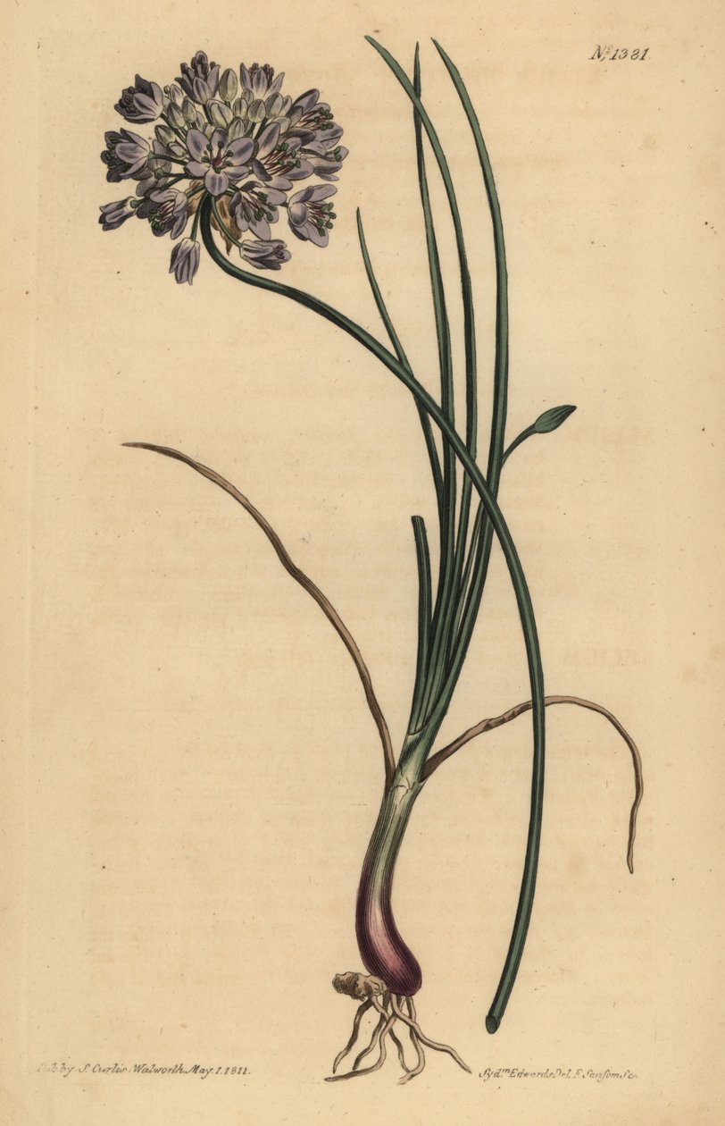 Allium stellerianum (Jonquil yapraklı sarımsak) by Unbekannt