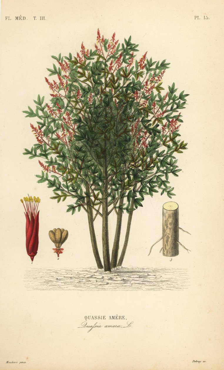 Amargo, acı kül, acı odun veya hombre grande, Quassia amara, Quassie amere by Unbekannt