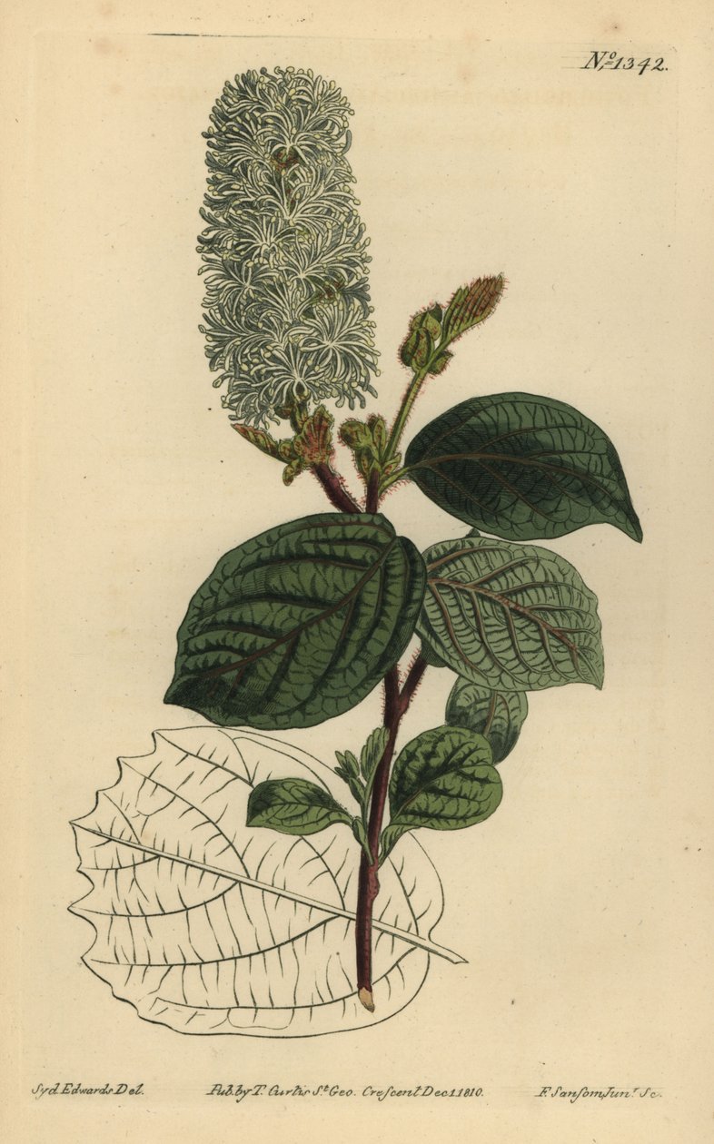 Amerikan wych ela, Fothergilla gardenii (Geniş yapraklı fothergilla, Fothergilla alnifolia major) by Unbekannt