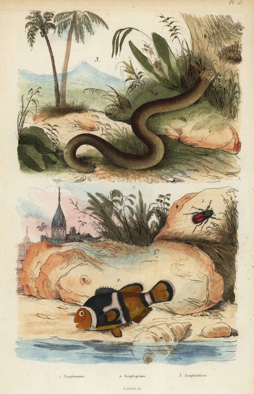 Amphicoma scullelata 1, sırtlı palyaço balığı, Amphiprion polymnus 2 ve beyaz solucan kertenkelesi, Amphisbaena alba 3. Amphiprion laticlavius Amphicome, Amphiprion, Amphisbene by Unbekannt