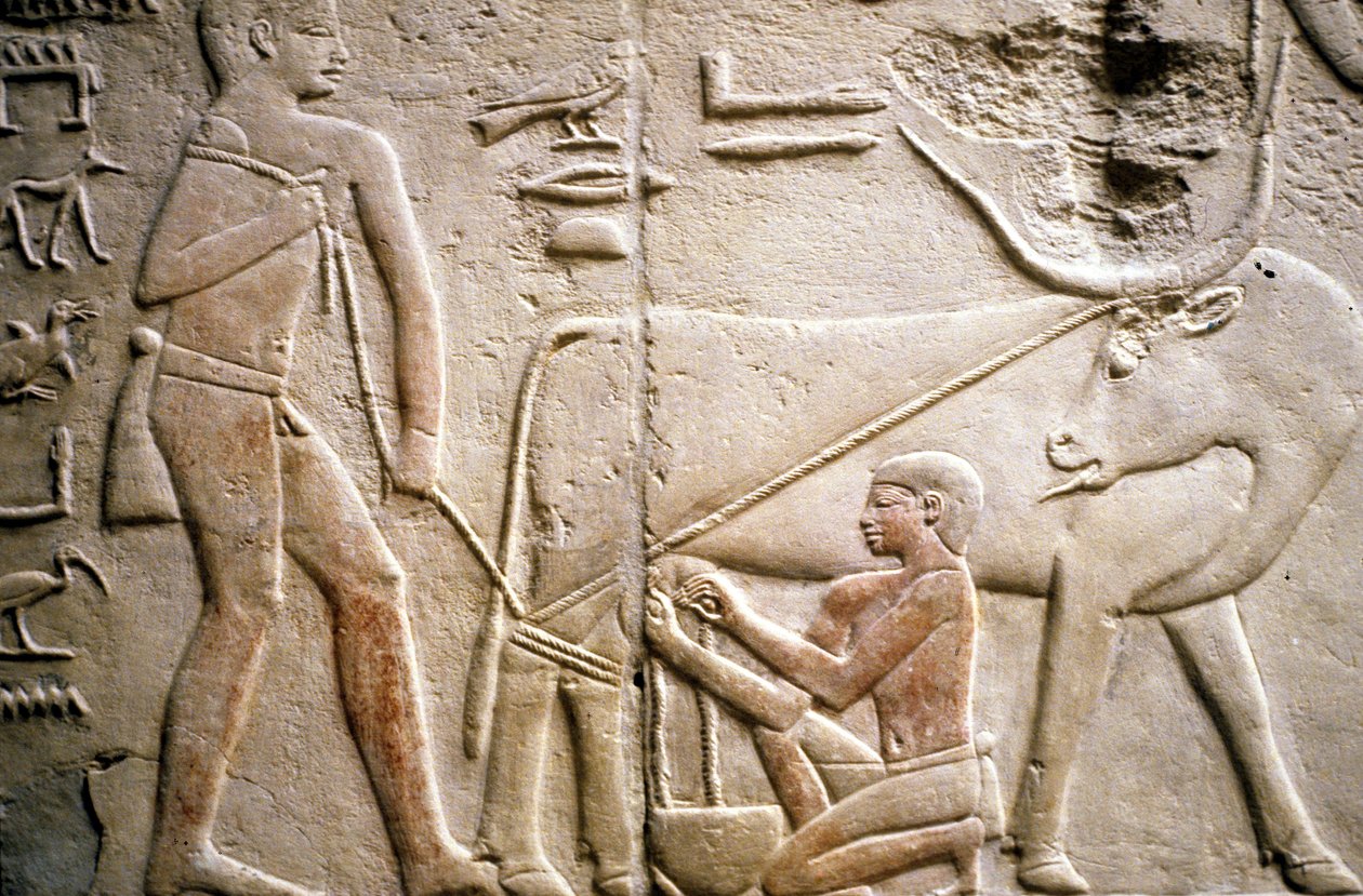 Eski Mısır: Saqqarah (veya Saqqara veya Sakkarah): Eski İmparatorluğun nekropolü, soyluların mezarı. Bir mandanın sağılmasını betimleyen kabartmaların detayı. by Leopold Blonder