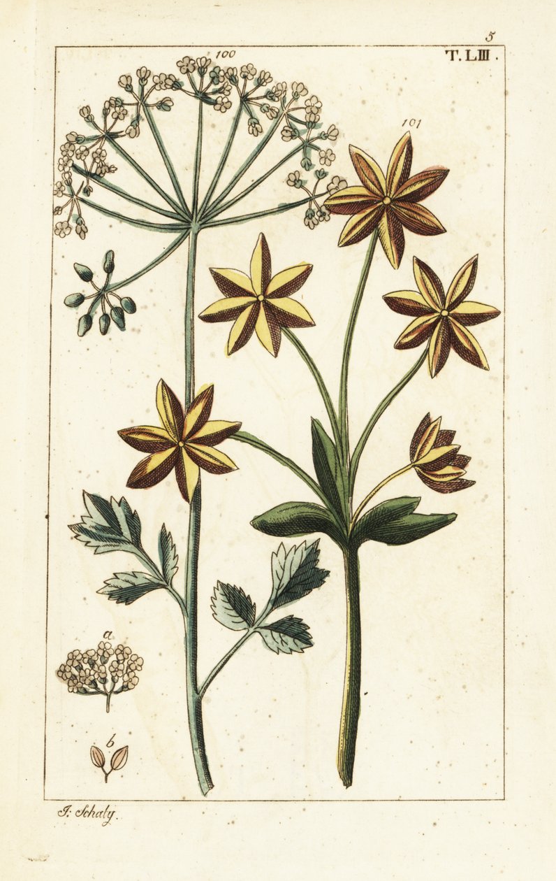 Anason veya anason, Pimpinella anisum. by Unbekannter Künstler
