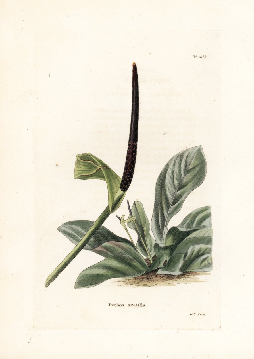 Antoryum kuş yuvası veya antoryum lahanası (Pothos acaulis) - İngiliz Conrad Loddiges Botanical Cabinet dergisi için George Cooke tarafından yapılmış litografi (1738-1826) by Unbekannter Künstler