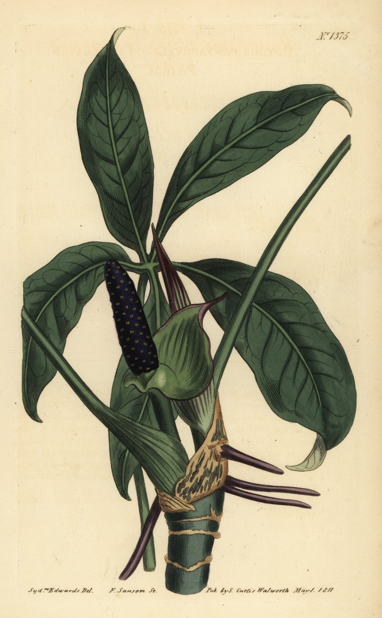 Anthurium palmatum (Beş yapraklı pothos, Pothos pentaphylla) by Unbekannt