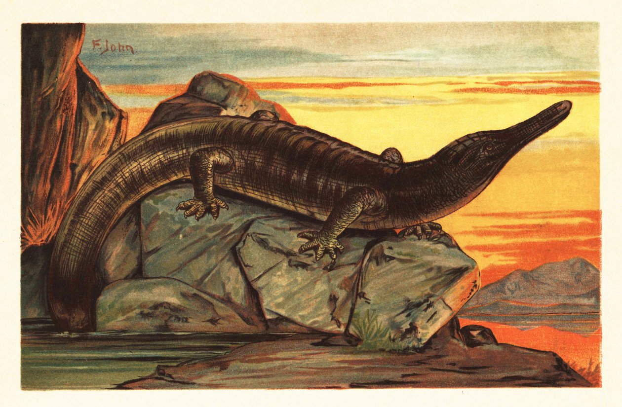Archegosaurus decheni bir kayanın üzerinde güneşleniyor.1908 (litografi) by Unbekannter Künstler